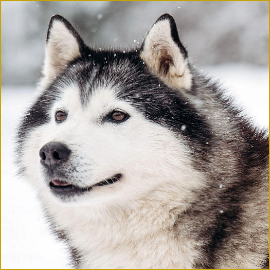 Siberian Husky Nordic Fire