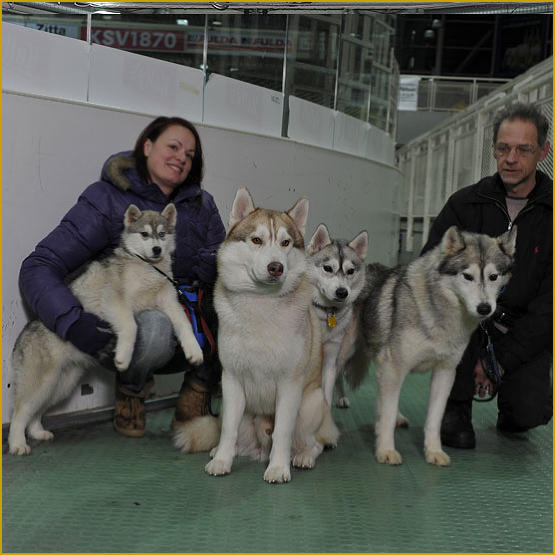 Siberian Husky Nordic Fire