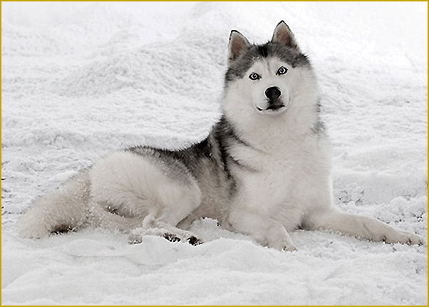 Siberian Husky Nordic Fire