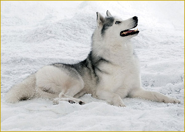 Siberian Husky Nordic Fire