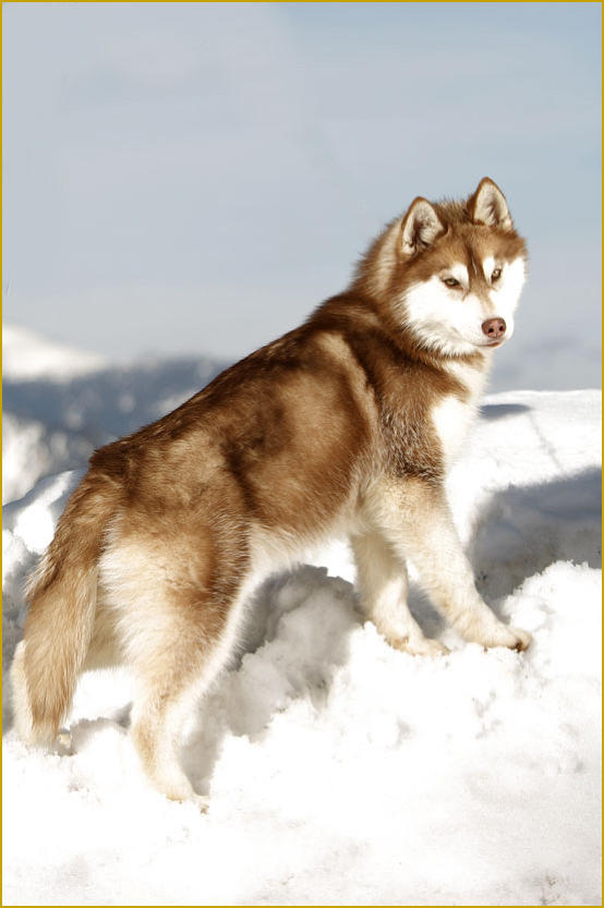 Siberian Husky Nordic Fire