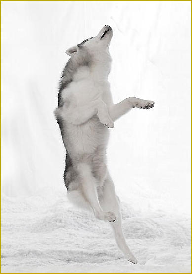 Siberian Husky Nordic Fire