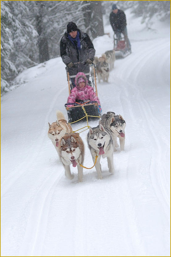 Siberian Husky Nordic Fire