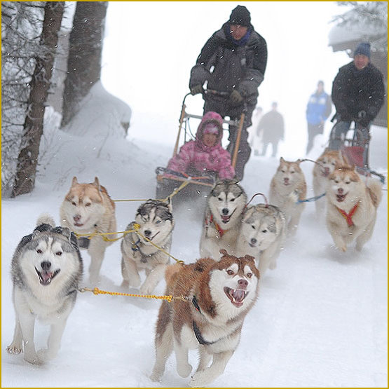 Siberian Husky Nordic Fire