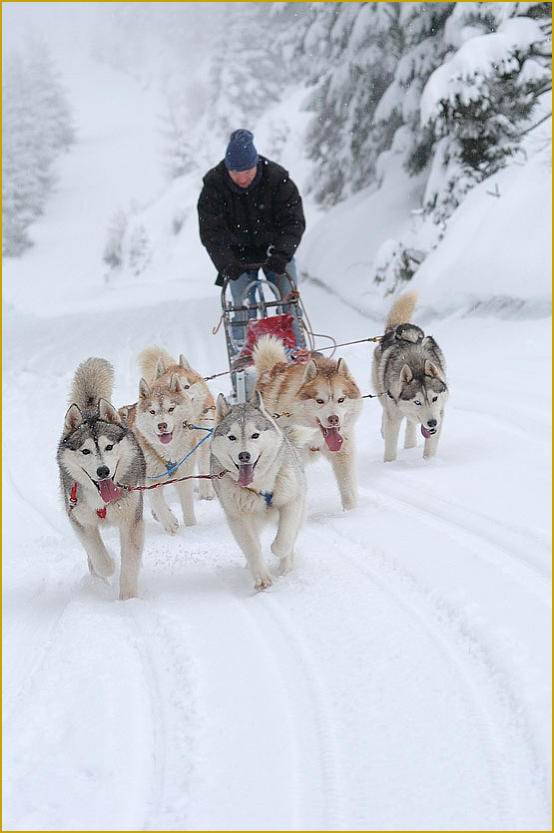 Siberian Husky Nordic Fire