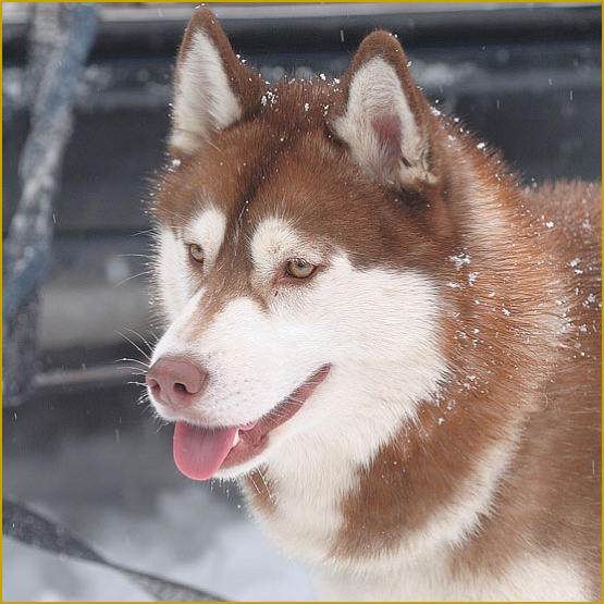 Siberian Husky Nordic Fire