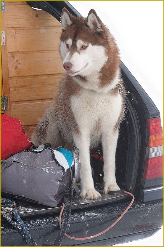 Siberian Husky Nordic Fire