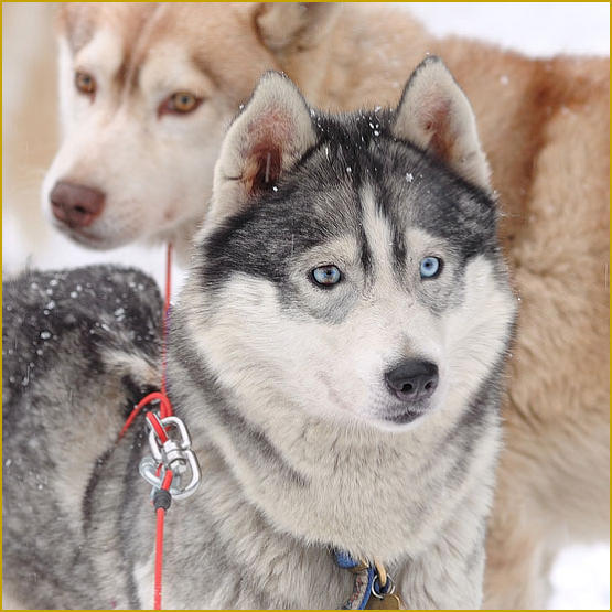 Siberian Husky Nordic Fire