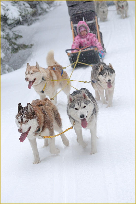 Siberian Husky Nordic Fire