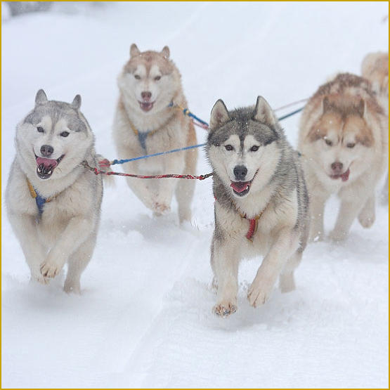 Siberian Husky Nordic Fire