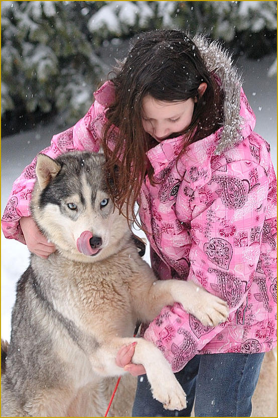 Siberian Husky Nordic Fire