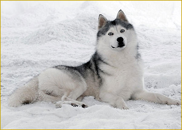 Siberian Husky Nordic Fire