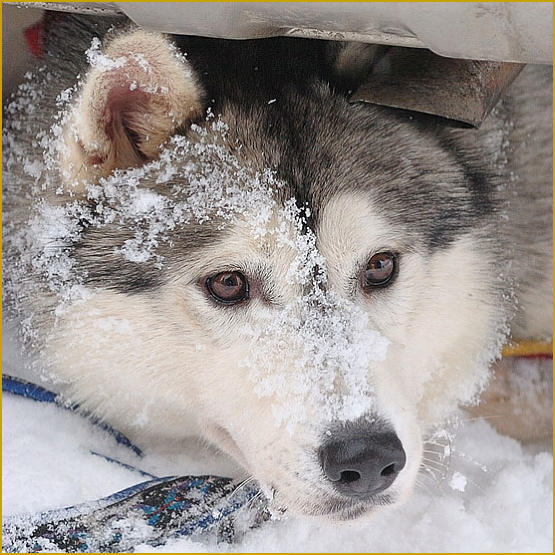 Siberian Husky Nordic Fire