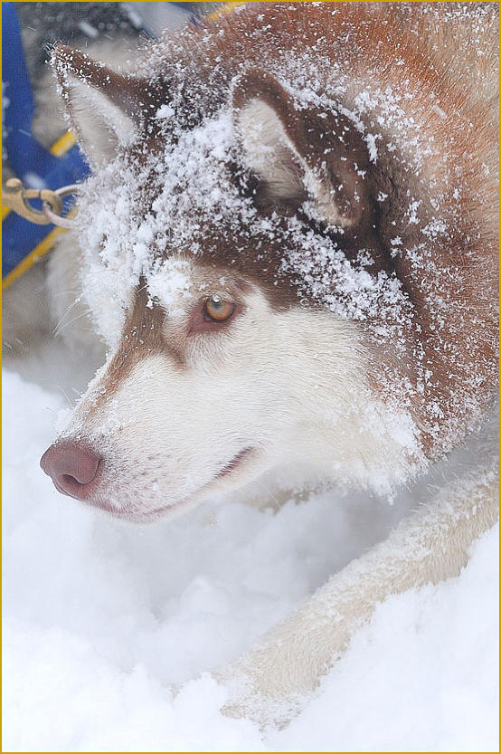 Siberian Husky Nordic Fire