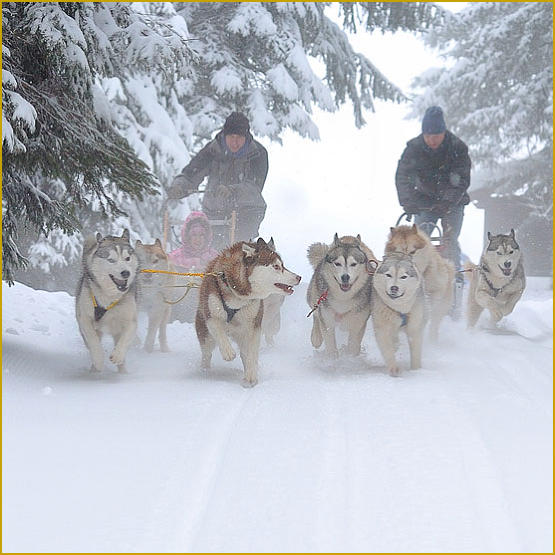 Siberian Husky Nordic Fire