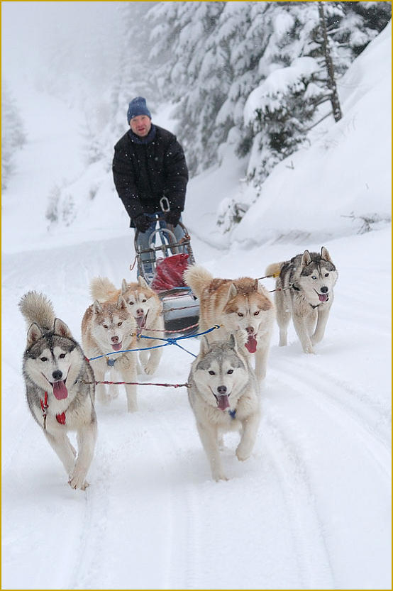 Siberian Husky Nordic Fire