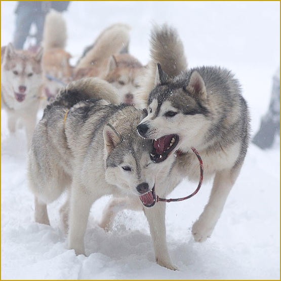 Siberian Husky Nordic Fire