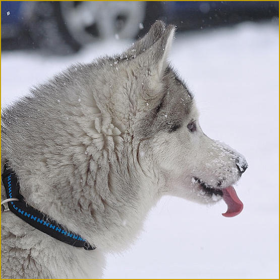 Siberian Husky Nordic Fire