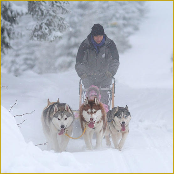 Siberian Husky Nordic Fire