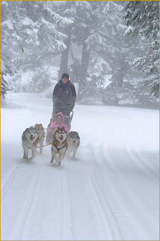 Siberian Husky Nordic Fire