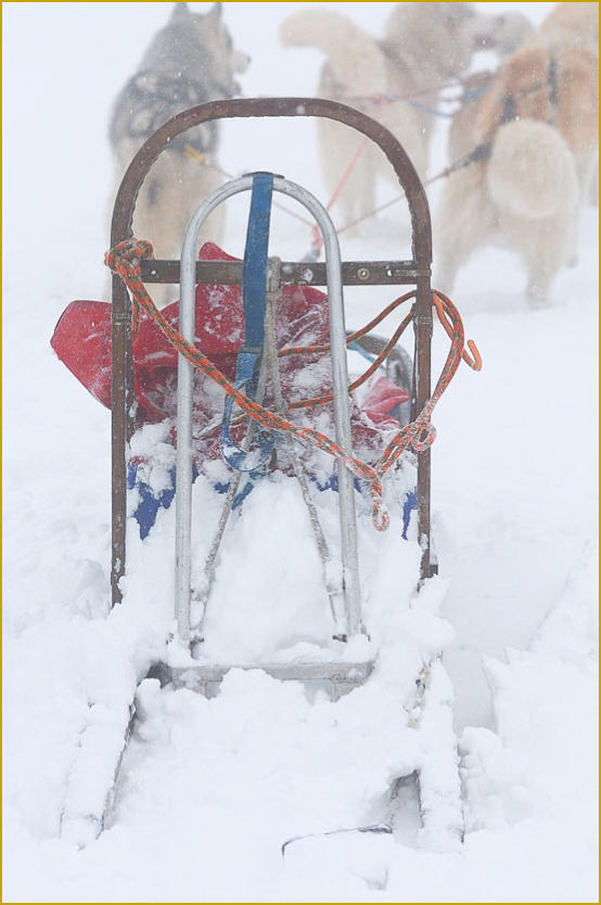 Siberian Husky Nordic Fire