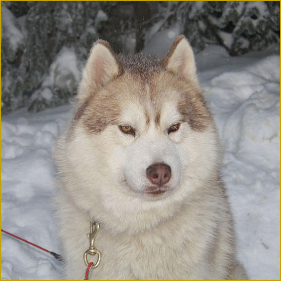 Siberian Husky Nordic Fire