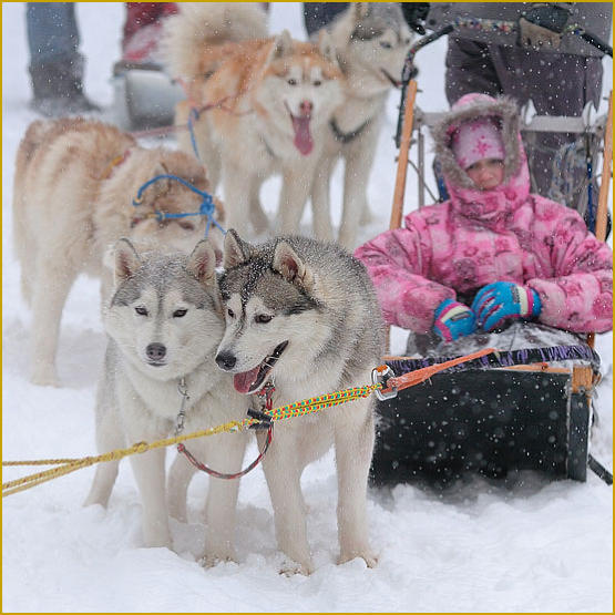 Siberian Husky Nordic Fire