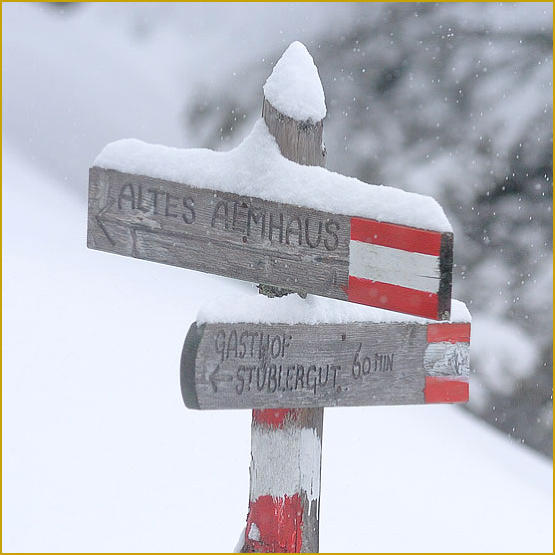 Siberian Husky Nordic Fire