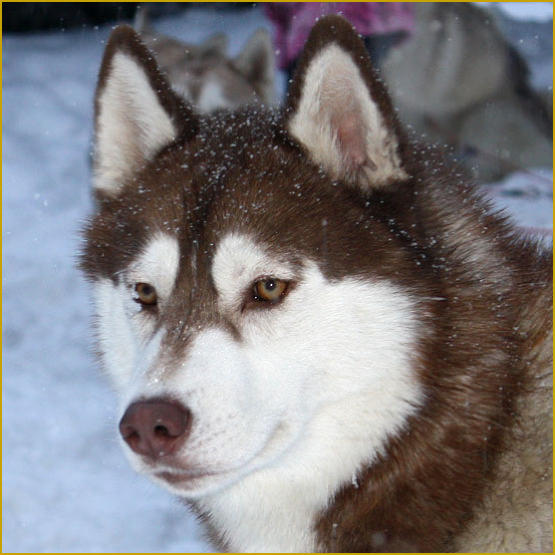 Siberian Husky Nordic Fire