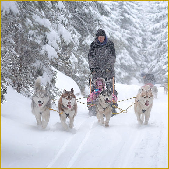 Siberian Husky Nordic Fire
