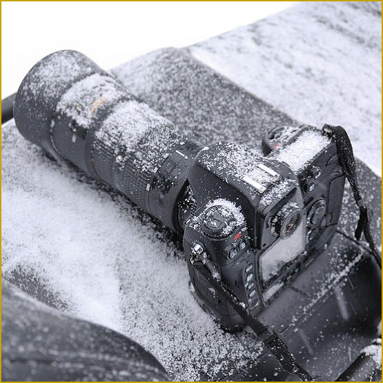 Siberian Husky Nordic Fire