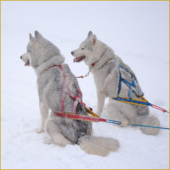Siberian Husky Nordic Fire