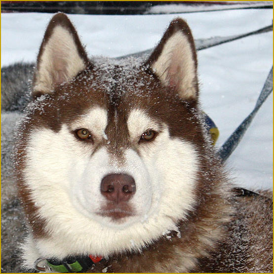 Siberian Husky Nordic Fire