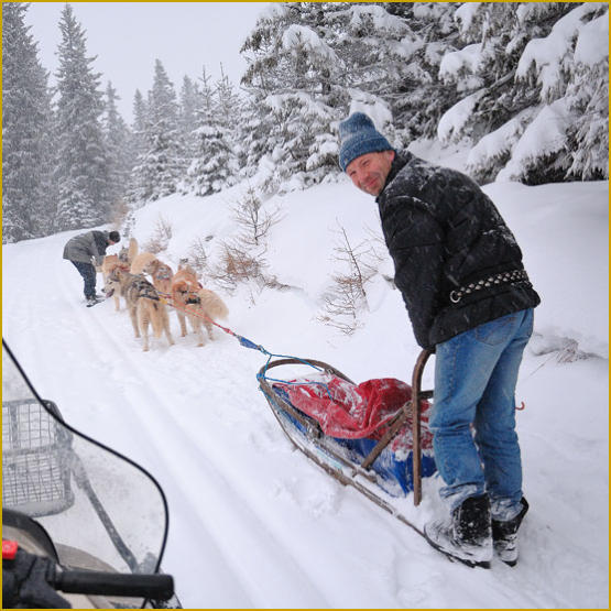 Siberian Husky Nordic Fire