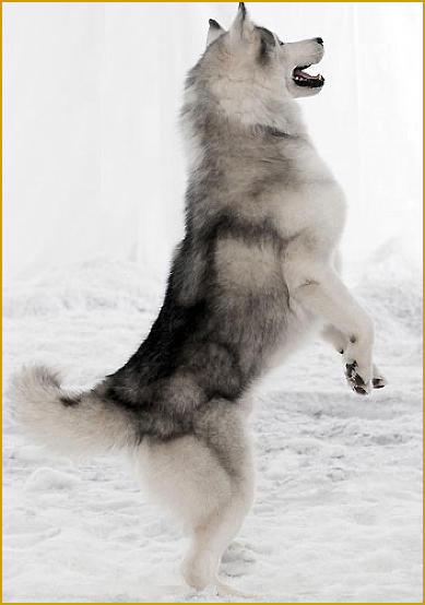 Siberian Husky Nordic Fire