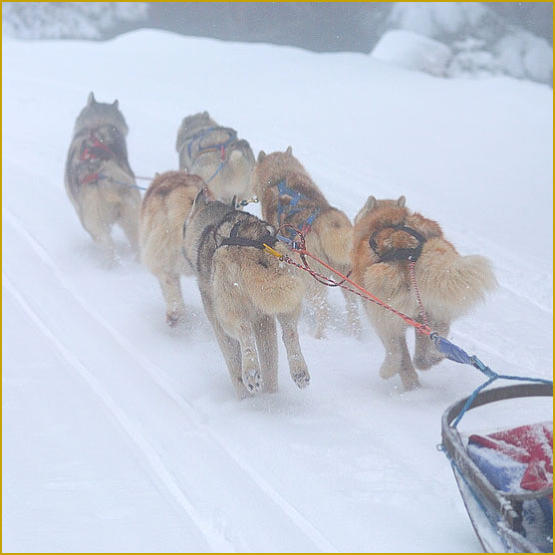 Siberian Husky Nordic Fire