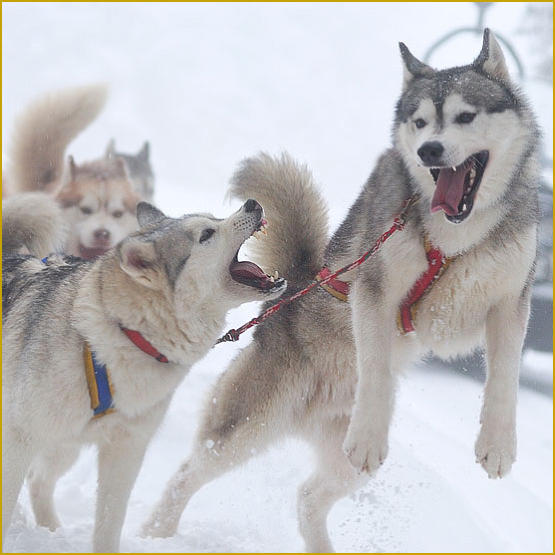 Siberian Husky Nordic Fire