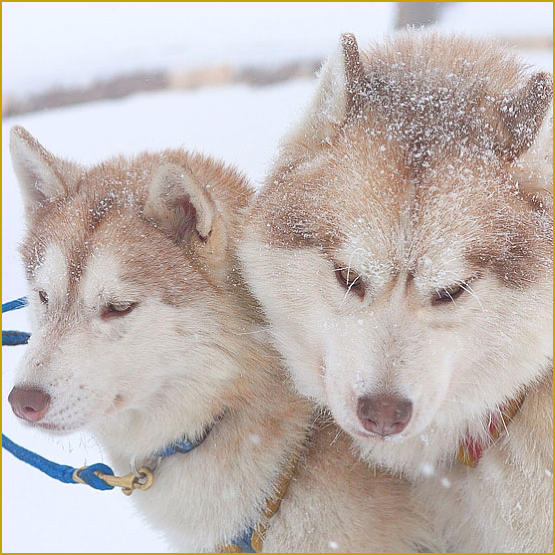 Siberian Husky Nordic Fire