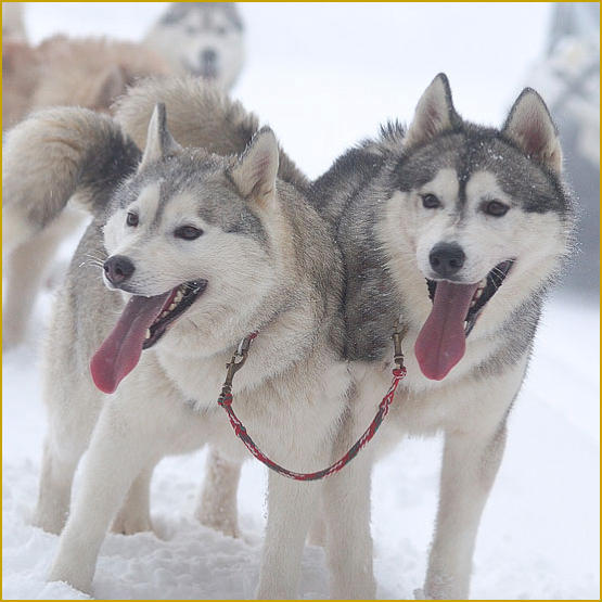 Siberian Husky Nordic Fire