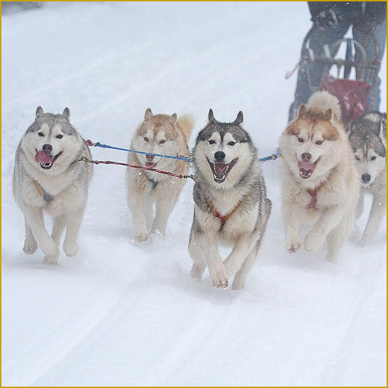 Siberian Husky Nordic Fire