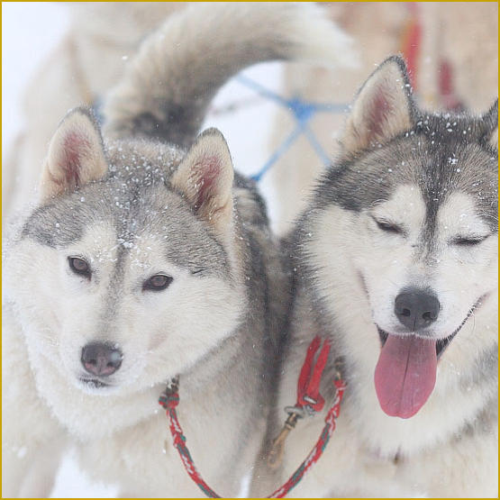 Siberian Husky Nordic Fire