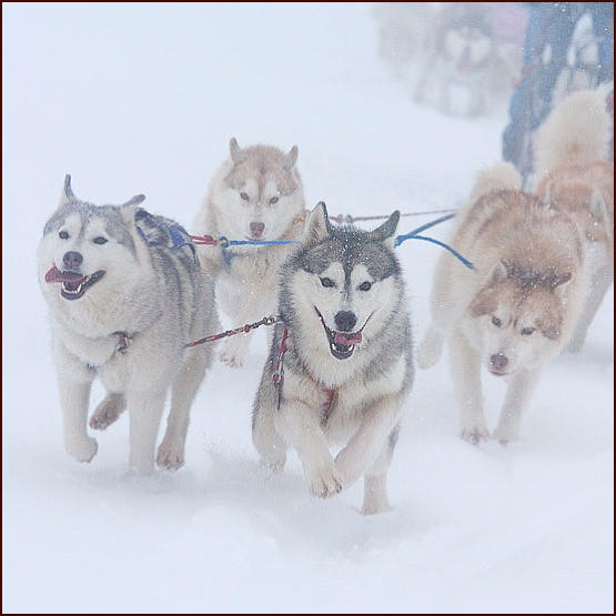Siberian Husky Nordic Fire