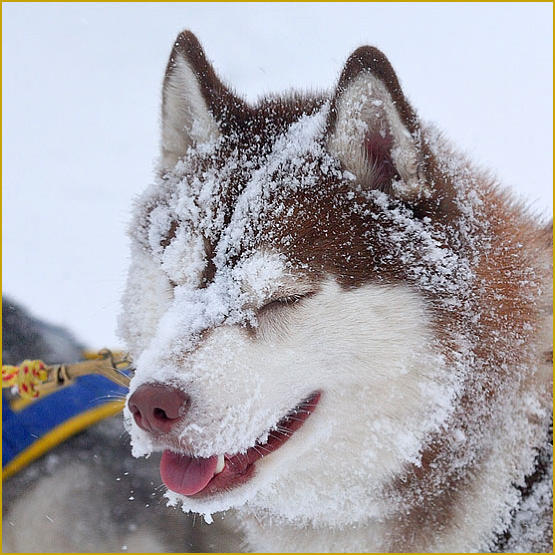Siberian Husky Nordic Fire