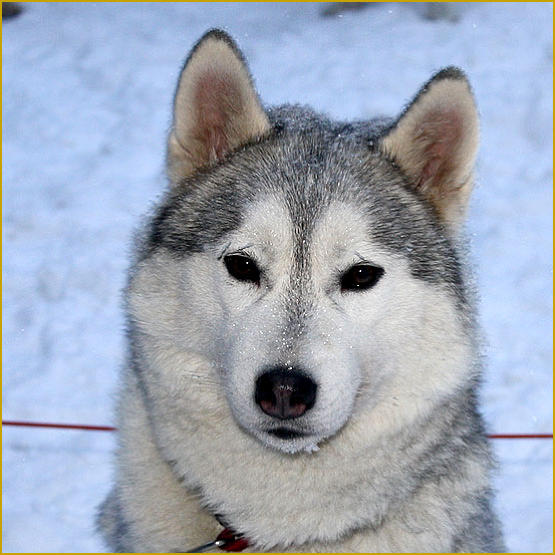Siberian Husky Nordic Fire