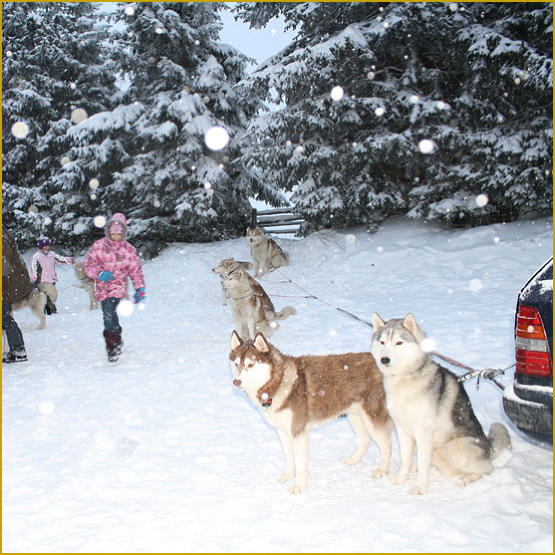 Siberian Husky Nordic Fire