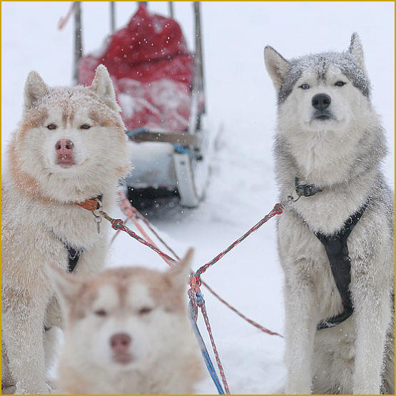Siberian Husky Nordic Fire