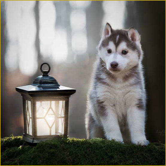 Siberian Husky Nordic Fire