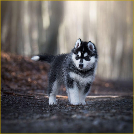 Siberian Husky Nordic Fire