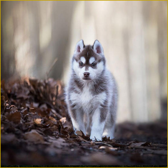 Siberian Husky Nordic Fire