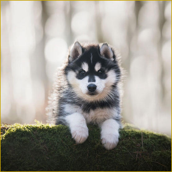 Siberian Husky Nordic Fire